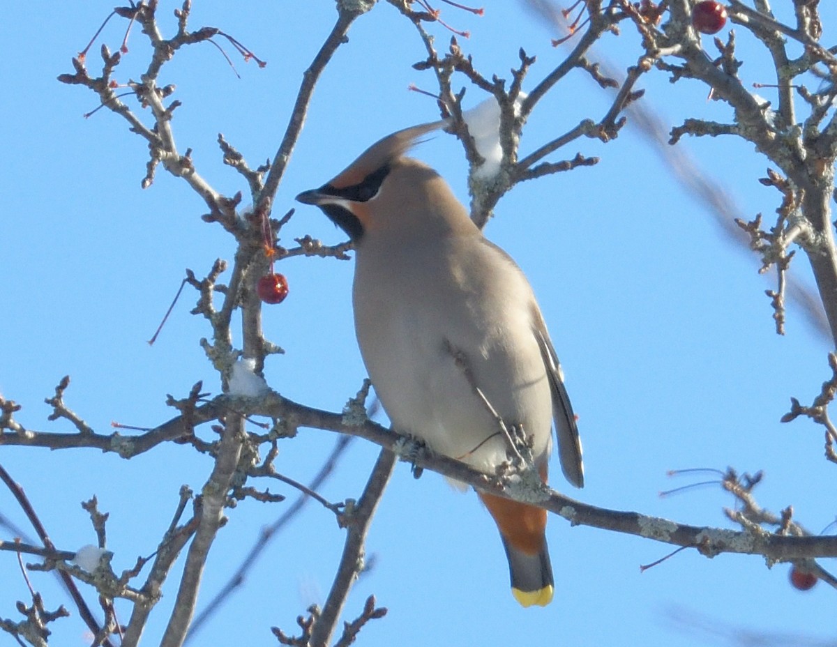 Buztanori boreala - ML646940745