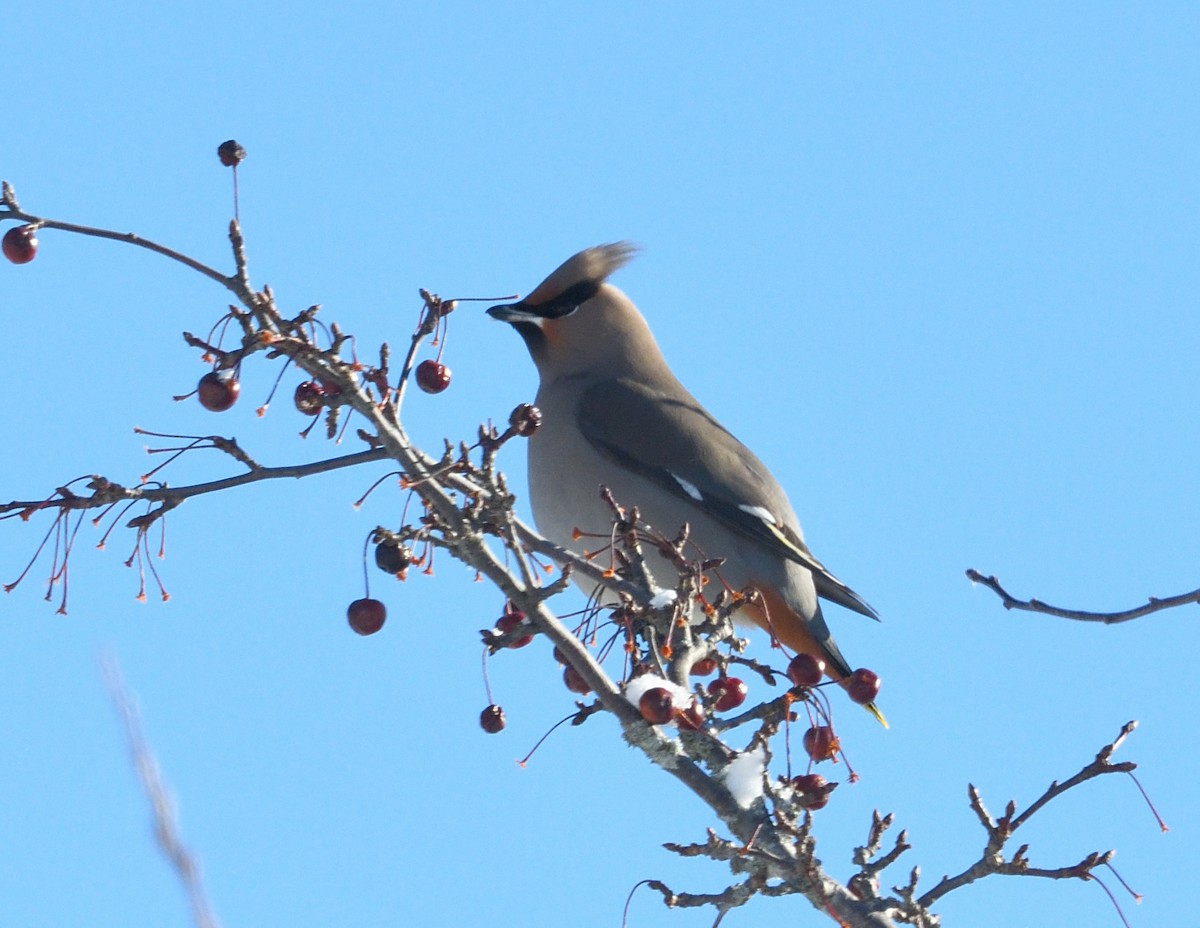 Buztanori boreala - ML646940746
