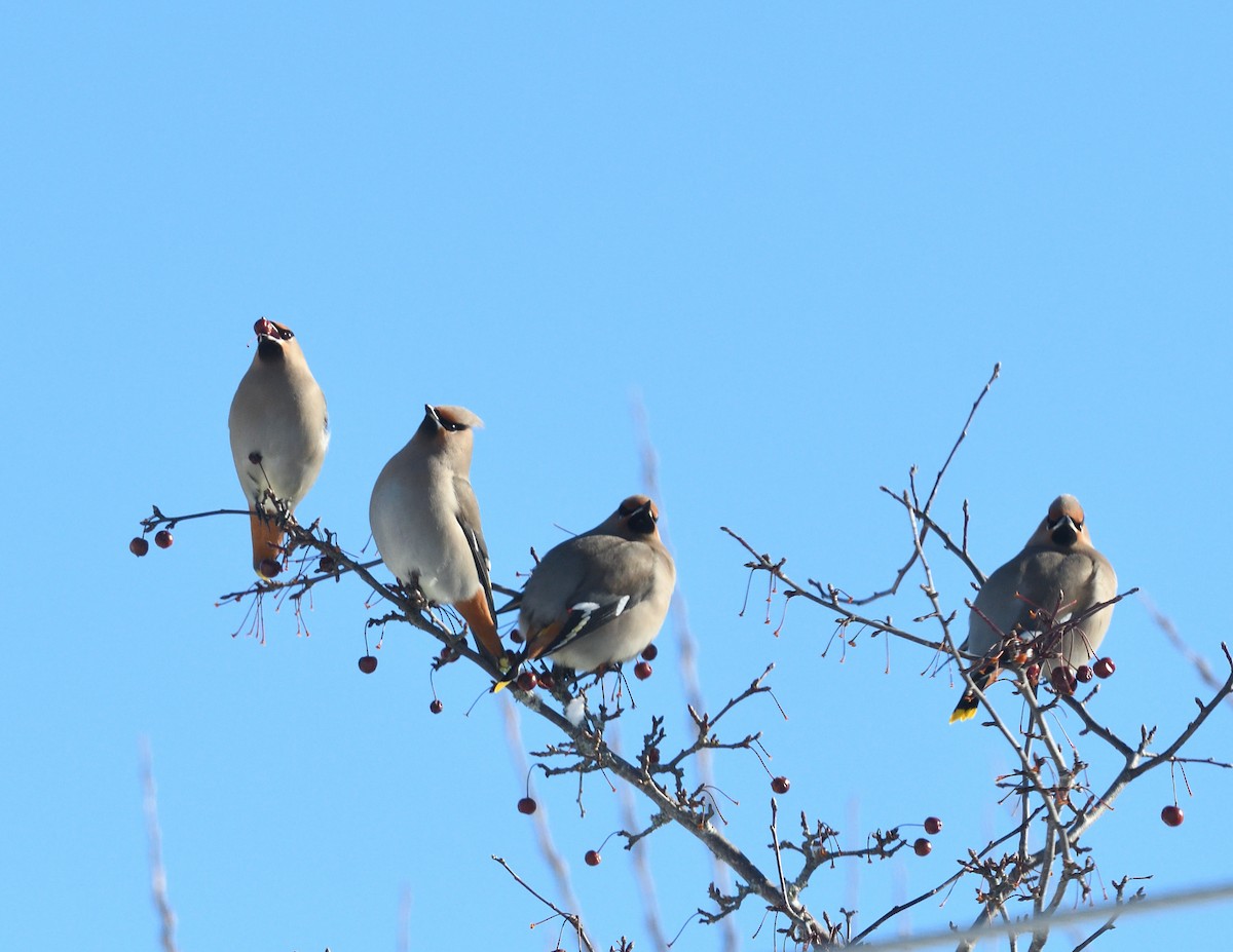 Buztanori boreala - ML646940747