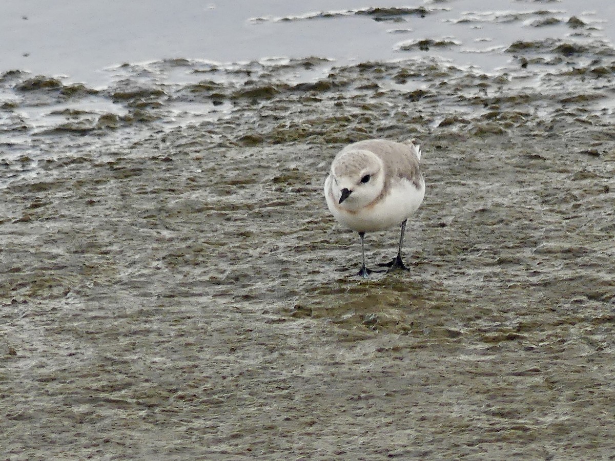 Chestnut-banded Plover - ML646940748