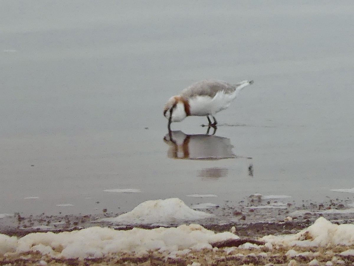 Chestnut-banded Plover - ML646940749