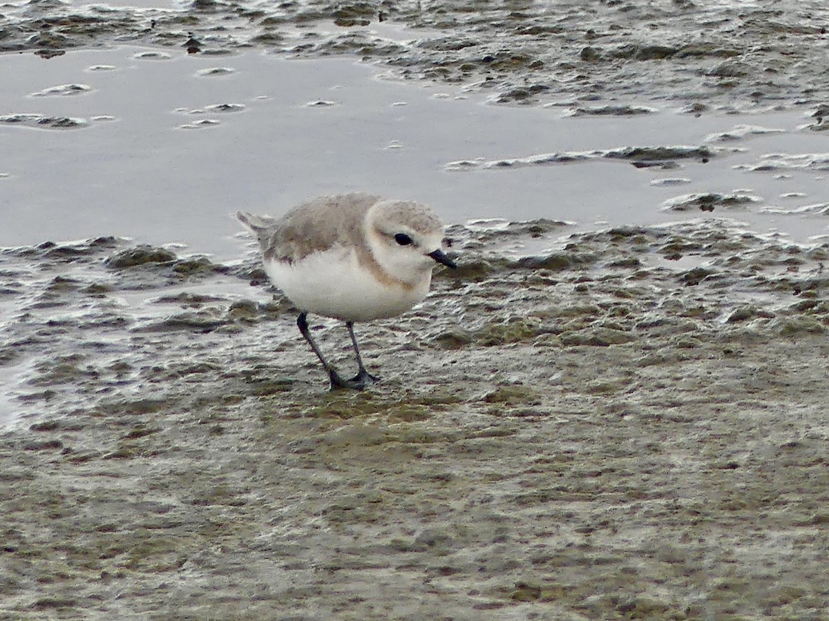 Chestnut-banded Plover - ML646940750