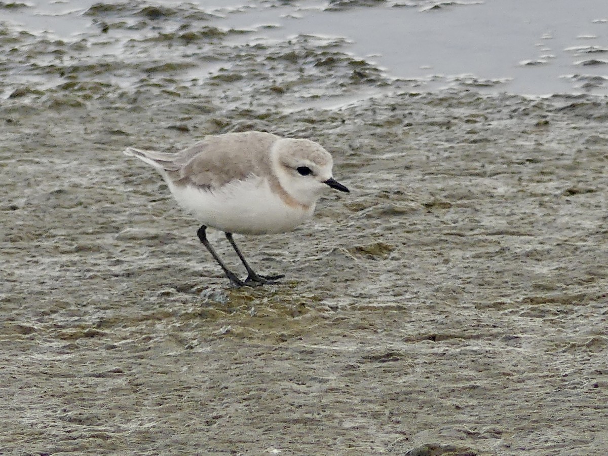 Chestnut-banded Plover - ML646940751