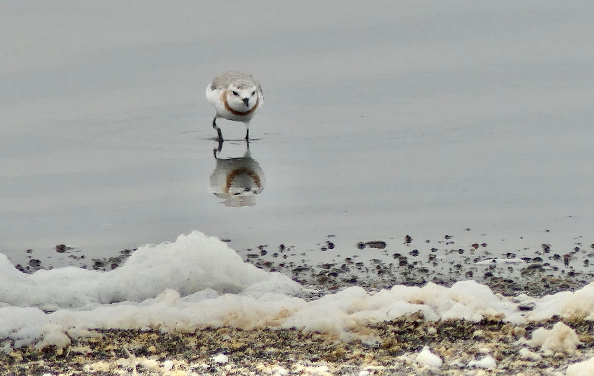 Chestnut-banded Plover - ML646940752