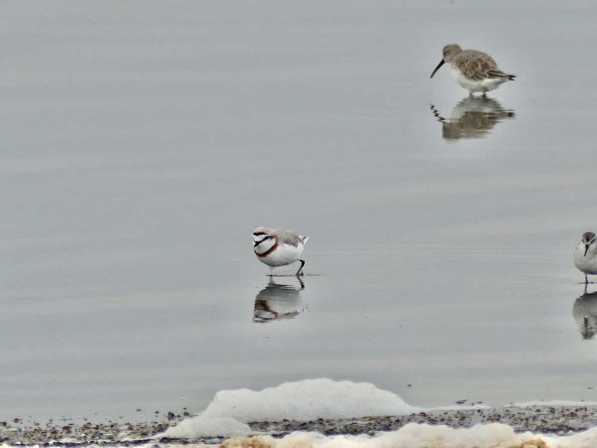 Chestnut-banded Plover - ML646940754