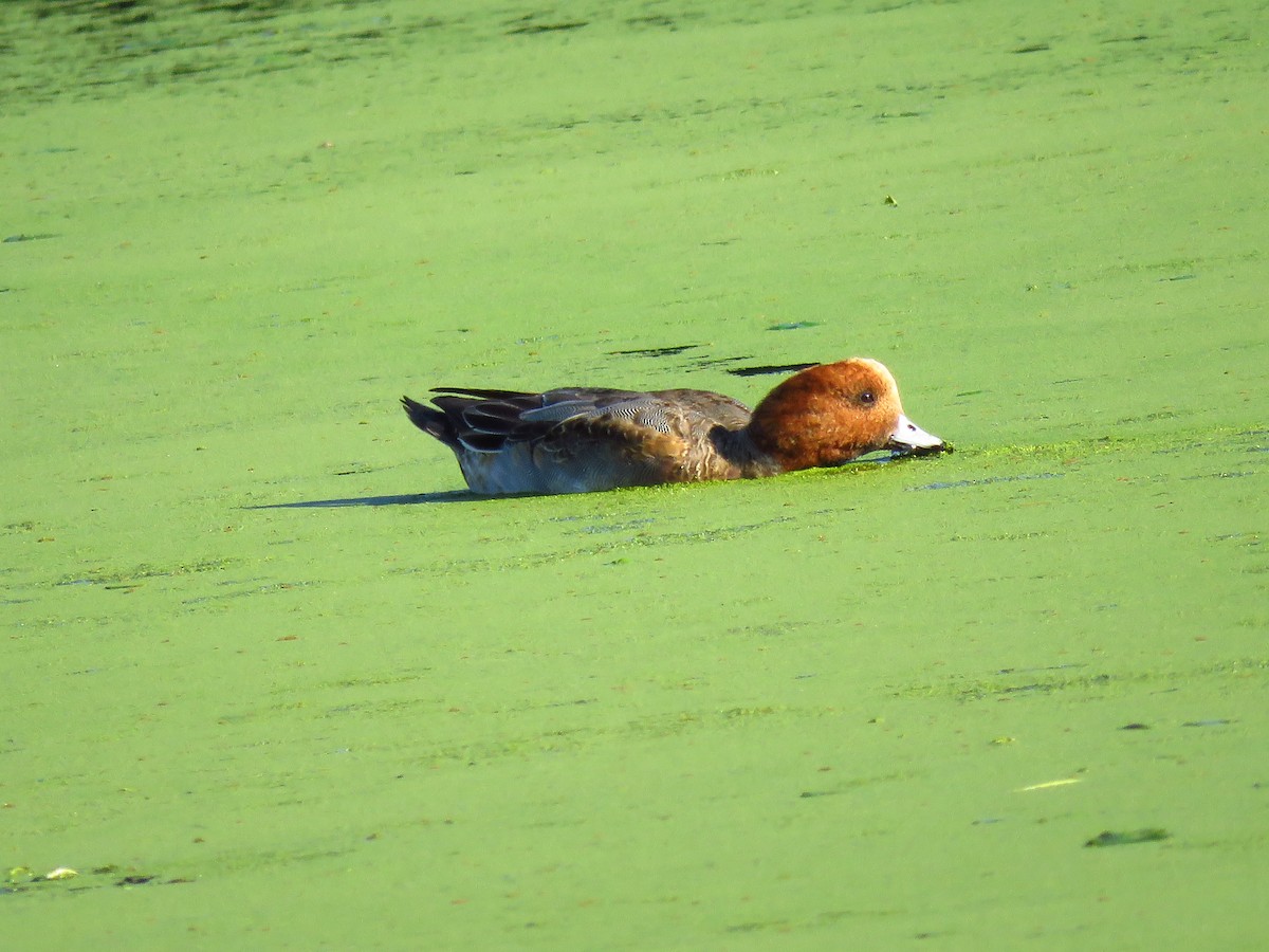 Ahate txistulari eurasiarra - ML646940755