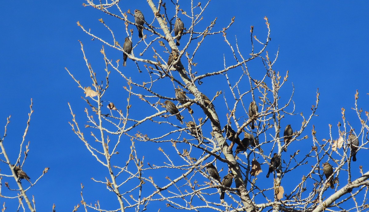 Еполетник червоноплечий - ML646940757