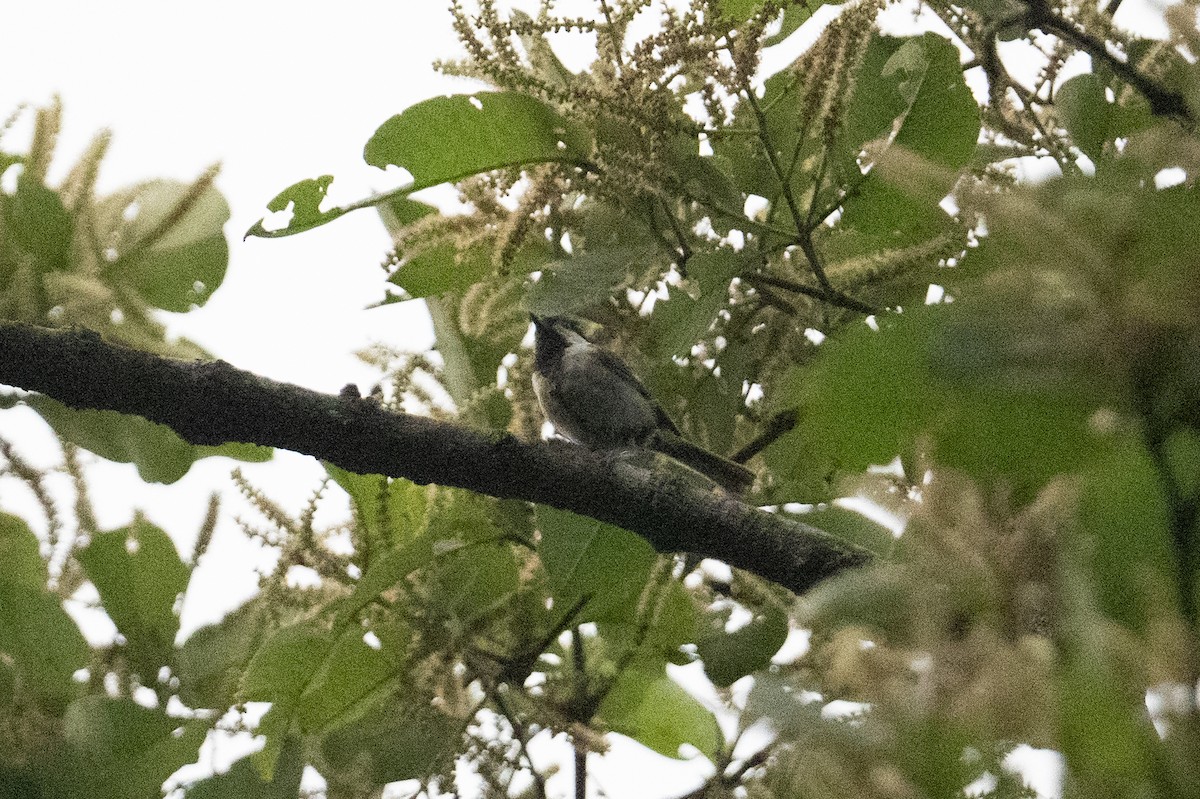 Asian Tit (Cinereous) - ML646940758