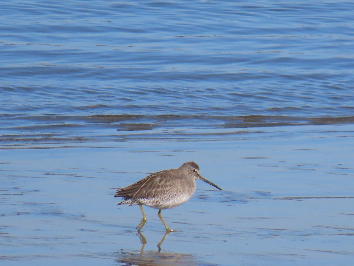 Short-billed Dowitcher - ML646940764