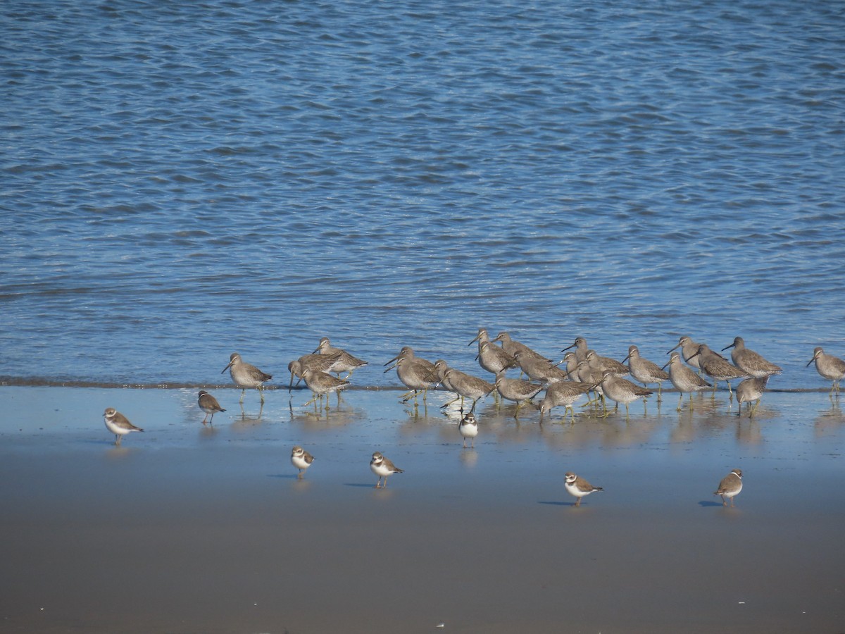 Short-billed Dowitcher - ML646940765