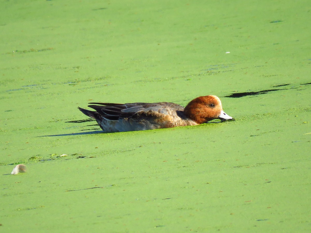 Ahate txistulari eurasiarra - ML646940766
