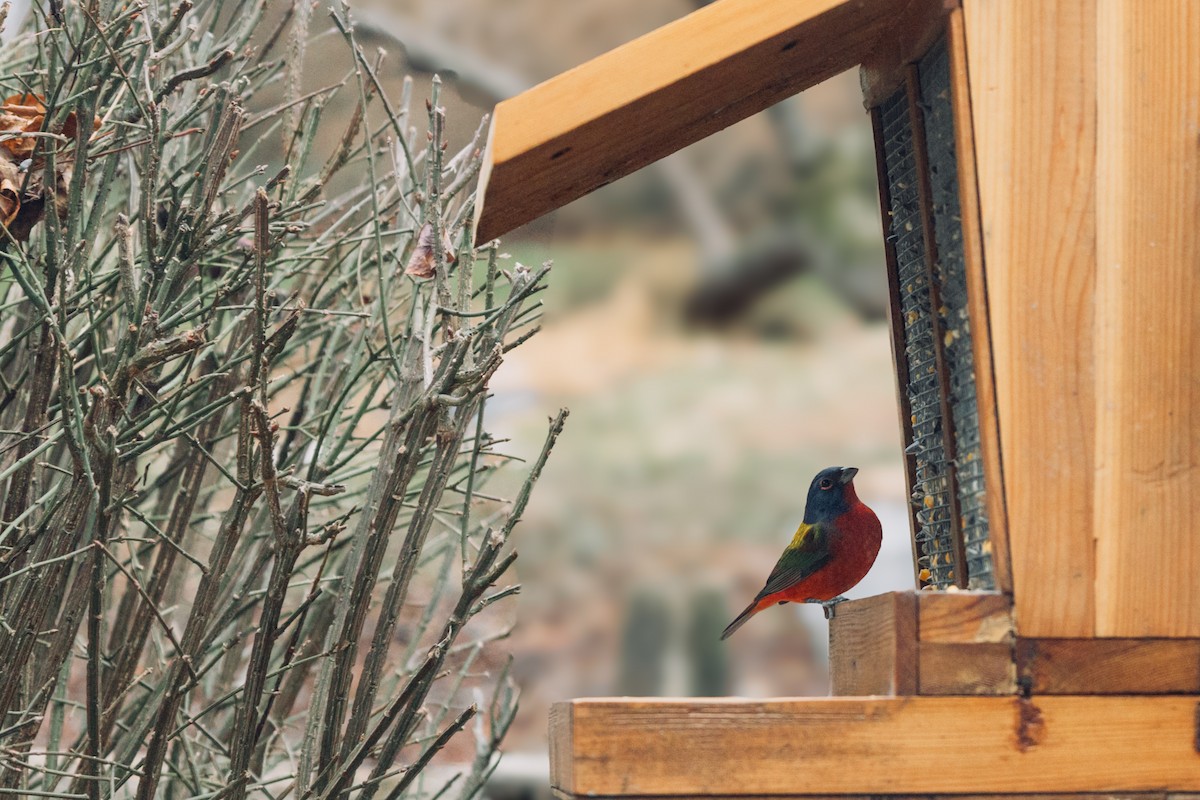 Painted Bunting - ML646940769