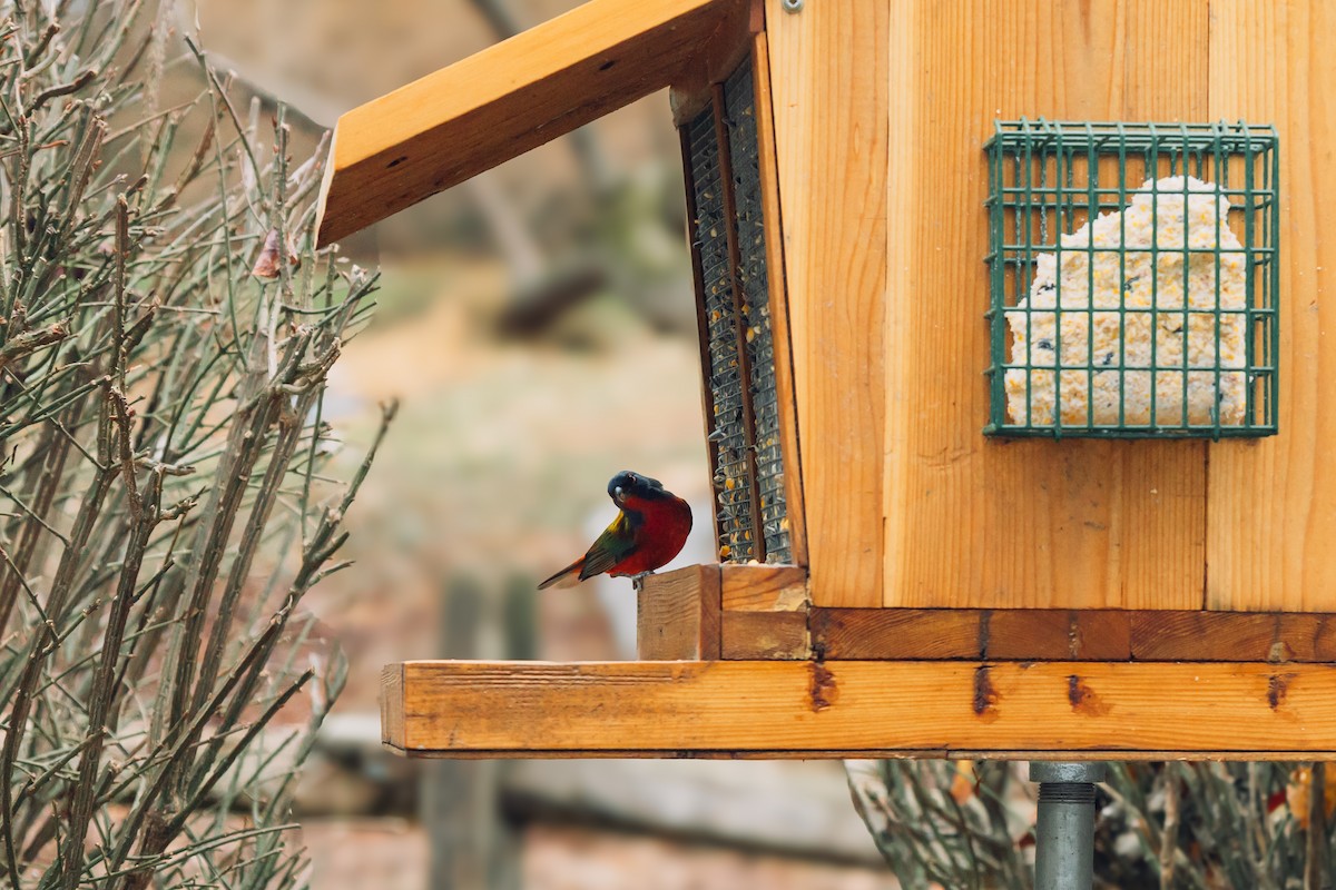 Painted Bunting - ML646940771