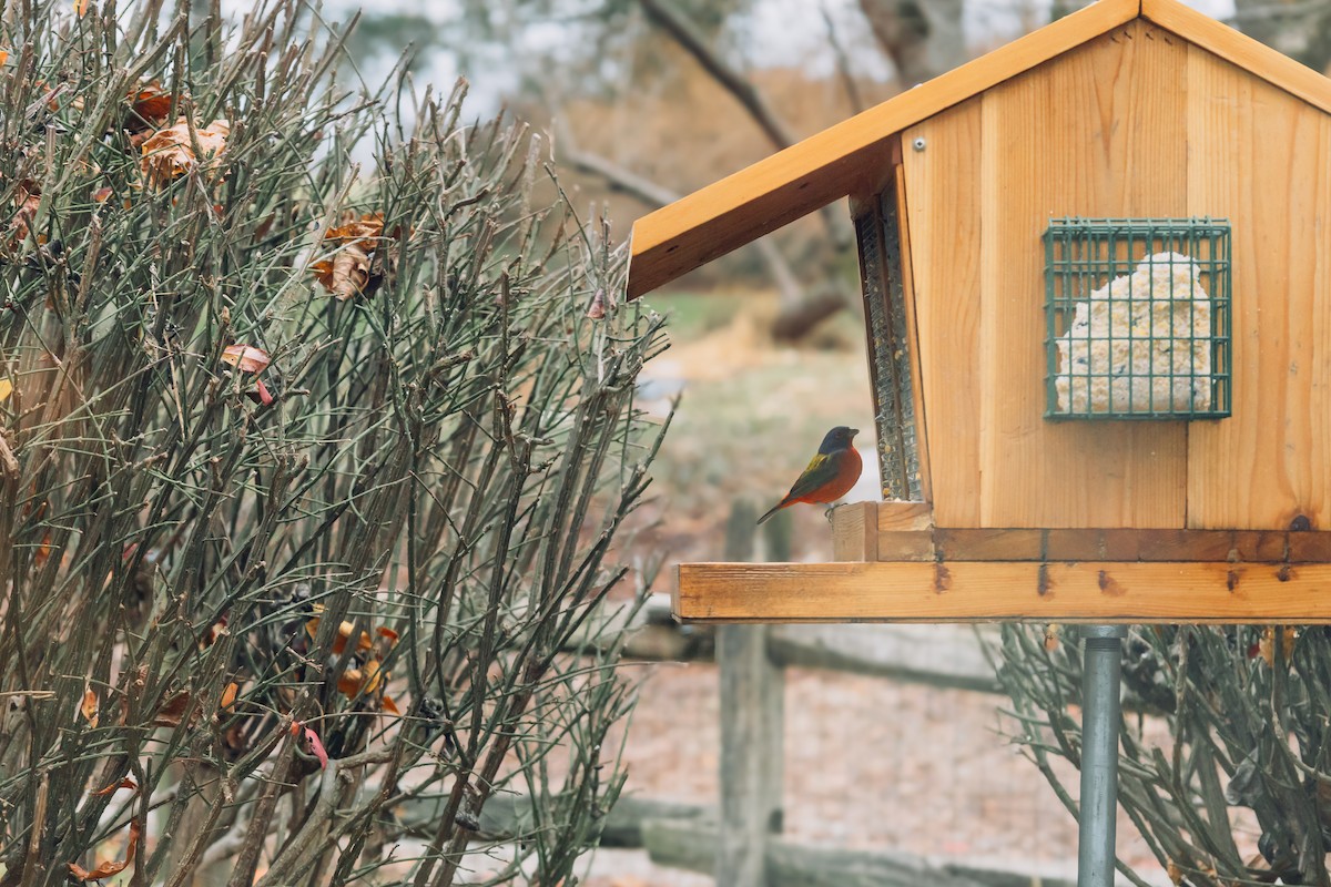 Painted Bunting - ML646940772