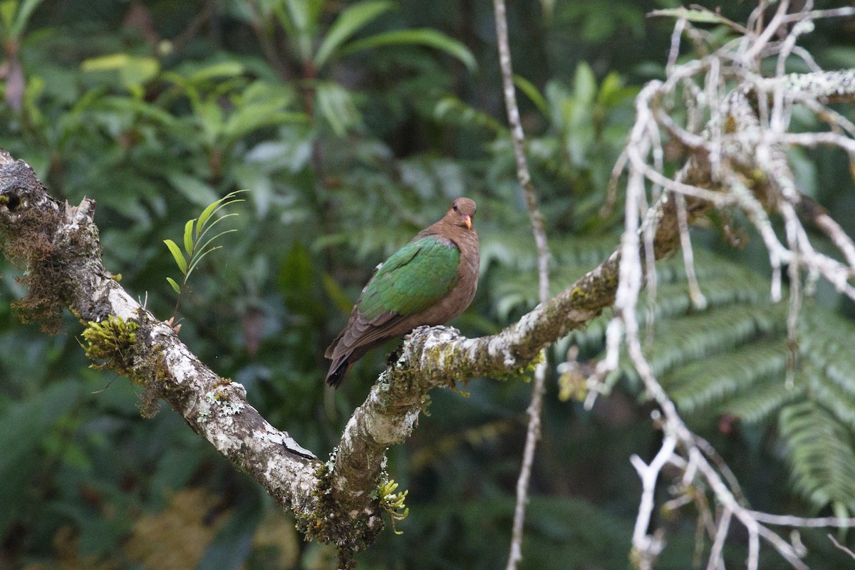 タイヘイヨウキンバト - ML646940777