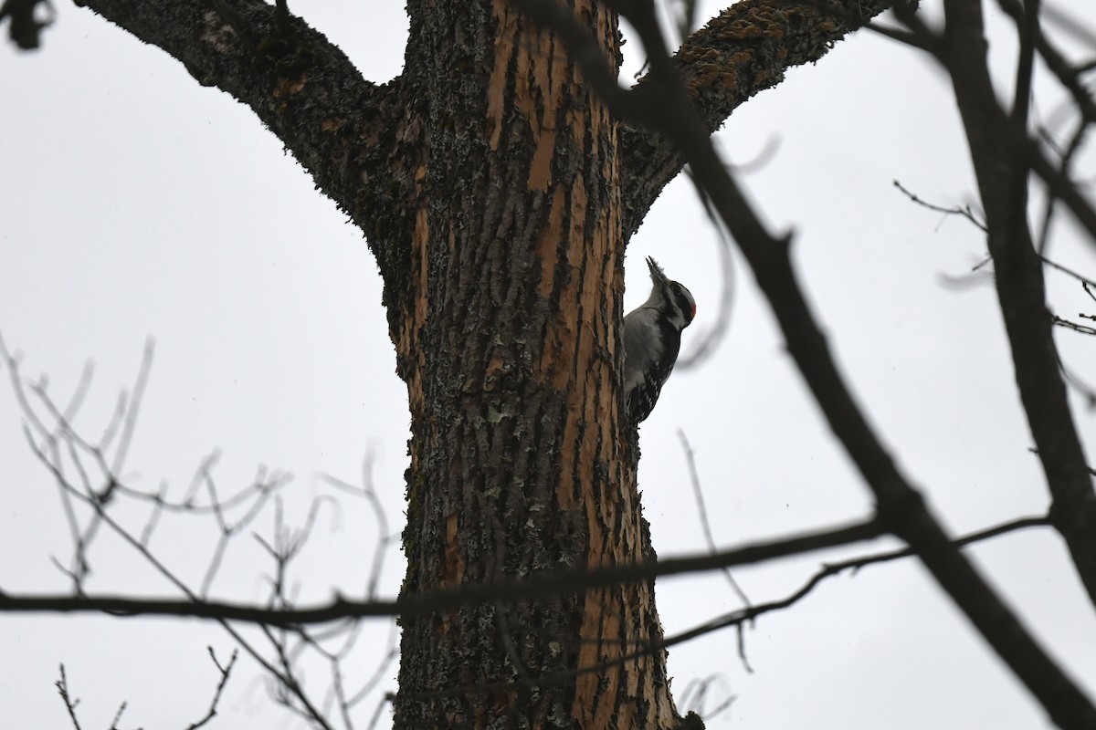 セジロアカゲラ - ML646940778