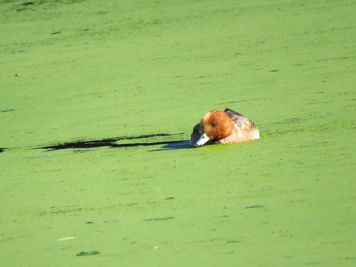 Ahate txistulari eurasiarra - ML646940780