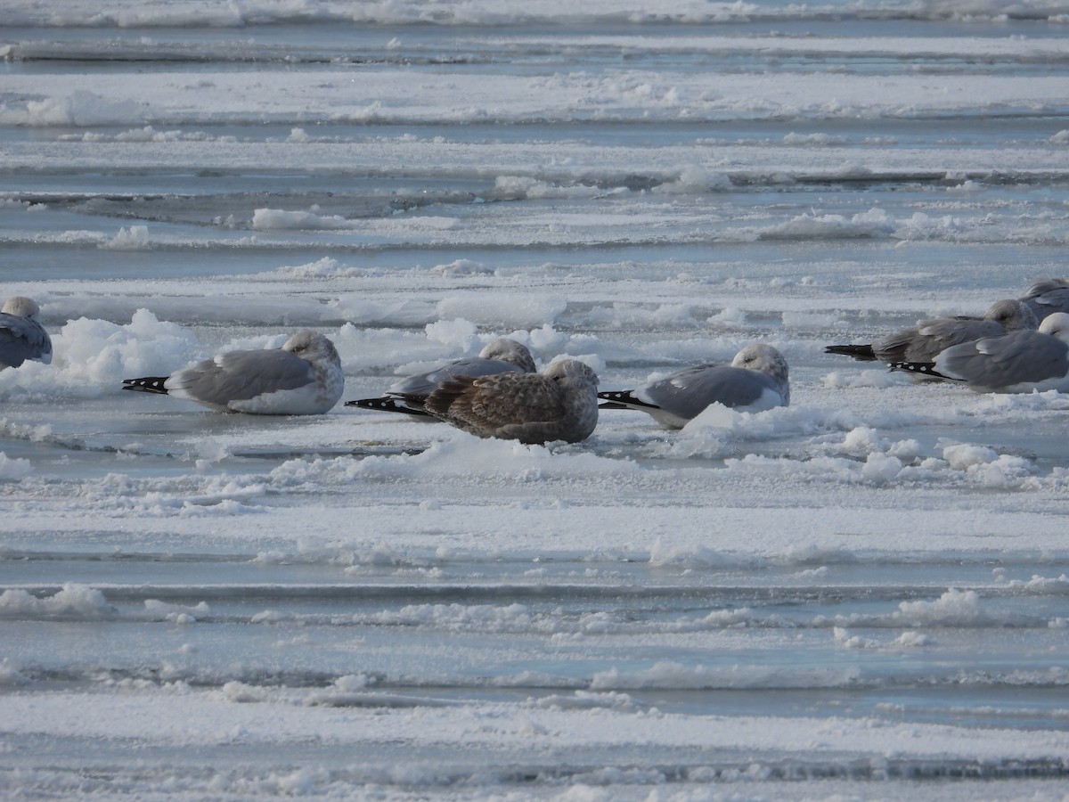 American Herring Gull - ML646940782