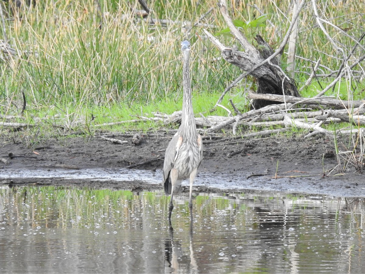 オオアオサギ - ML646940783