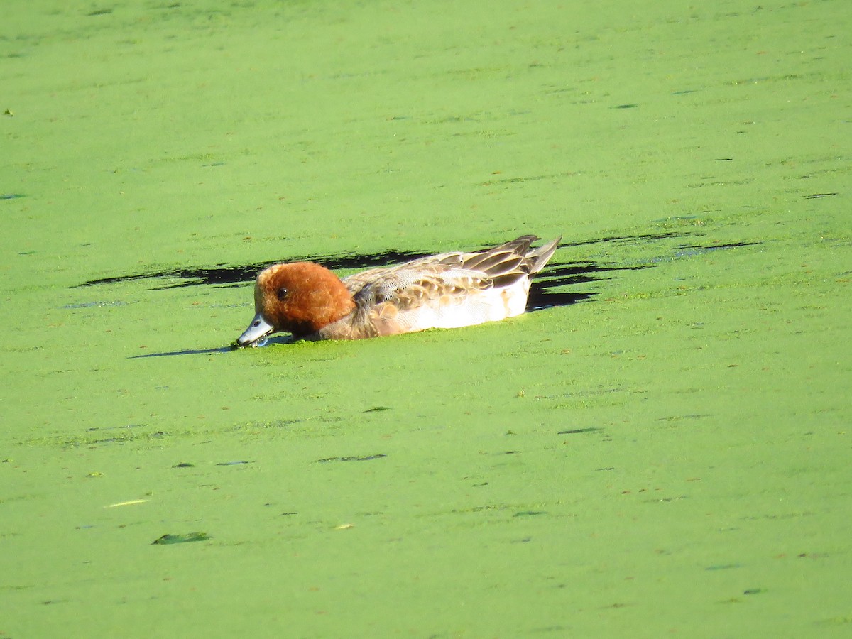 Ahate txistulari eurasiarra - ML646940786