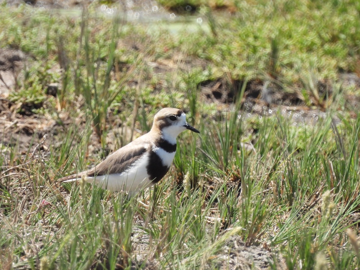 コフタオビチドリ - ML646940787