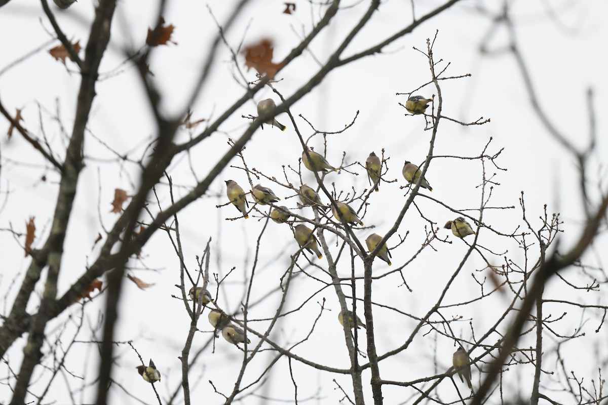 ヒメレンジャク - ML646940788