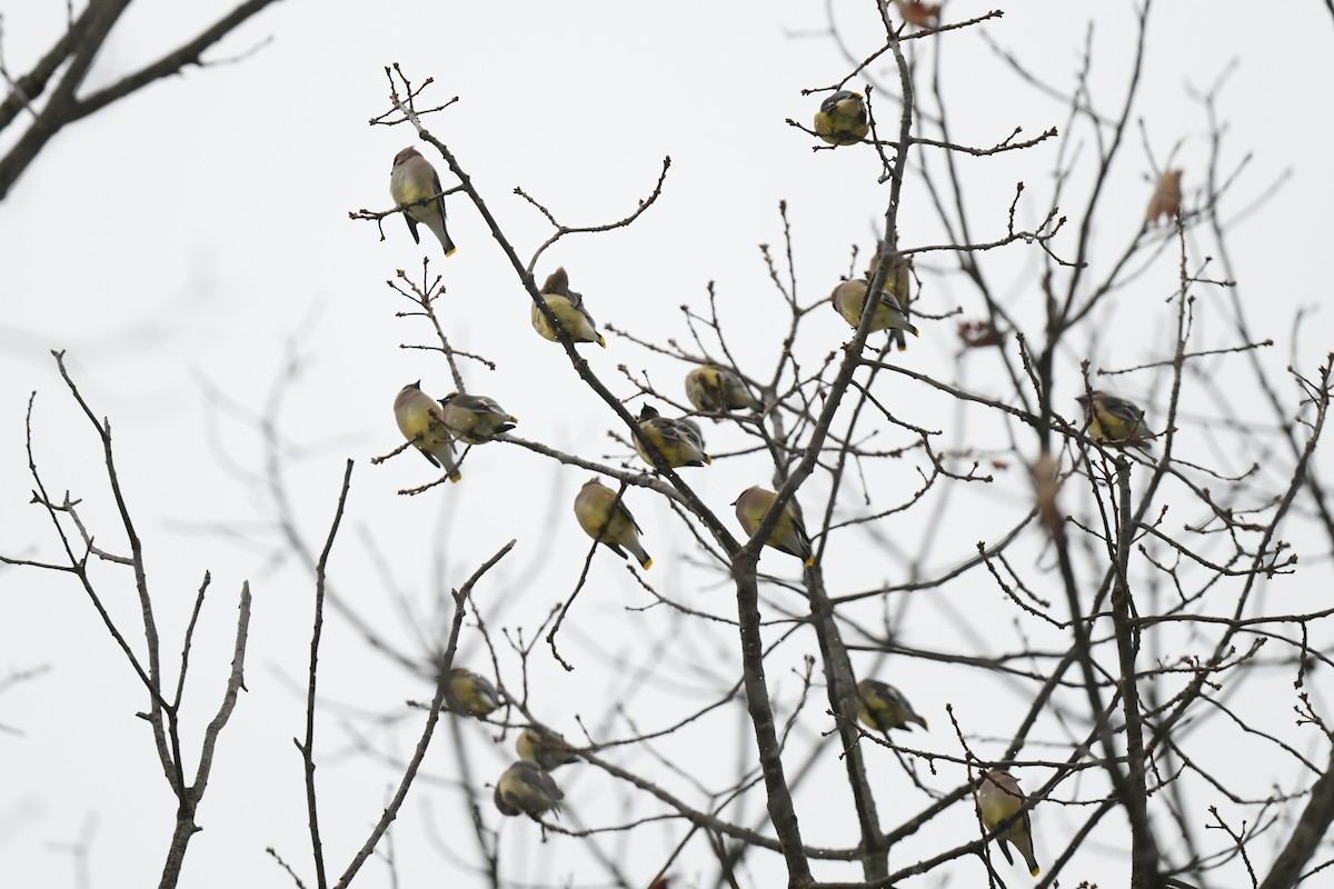 ヒメレンジャク - ML646940792