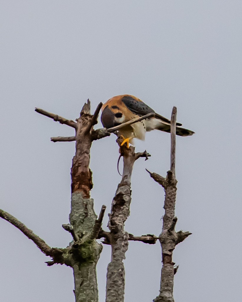 בז אמריקני - ML646940793