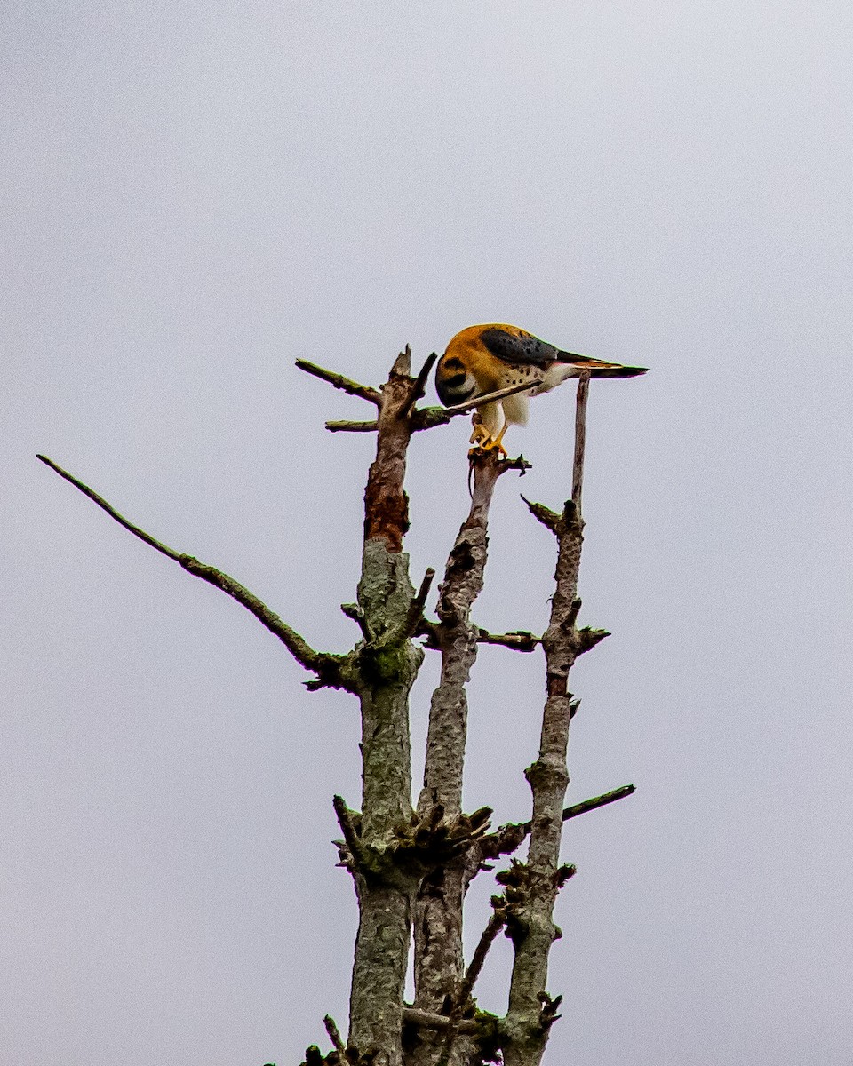 בז אמריקני - ML646940794