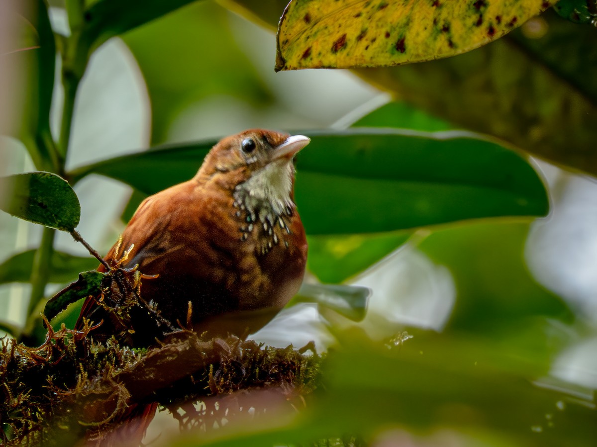 Fulvous-dotted Treerunner - ML646940796