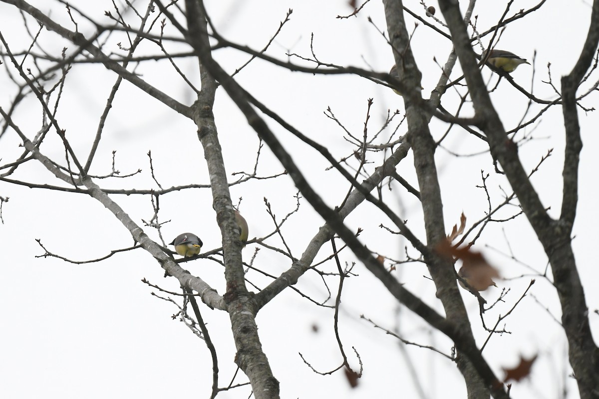 ヒメレンジャク - ML646940798