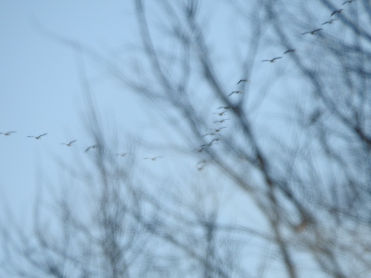 Bernache du Canada - ML646940800