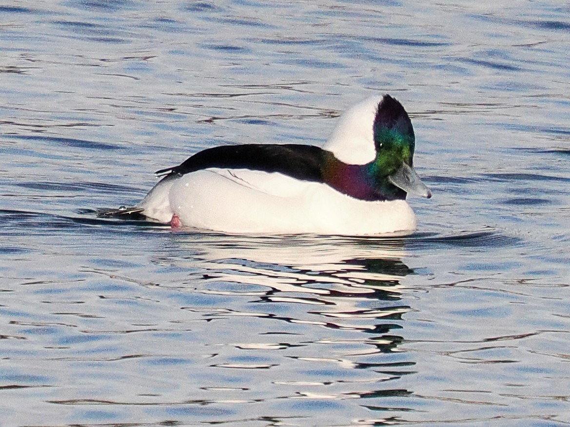 Гоголь-головастик - ML646940801