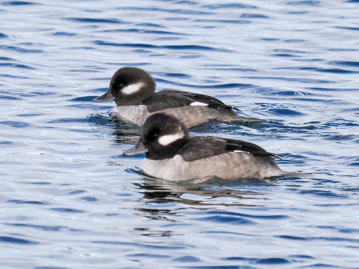 Гоголь-головастик - ML646940802