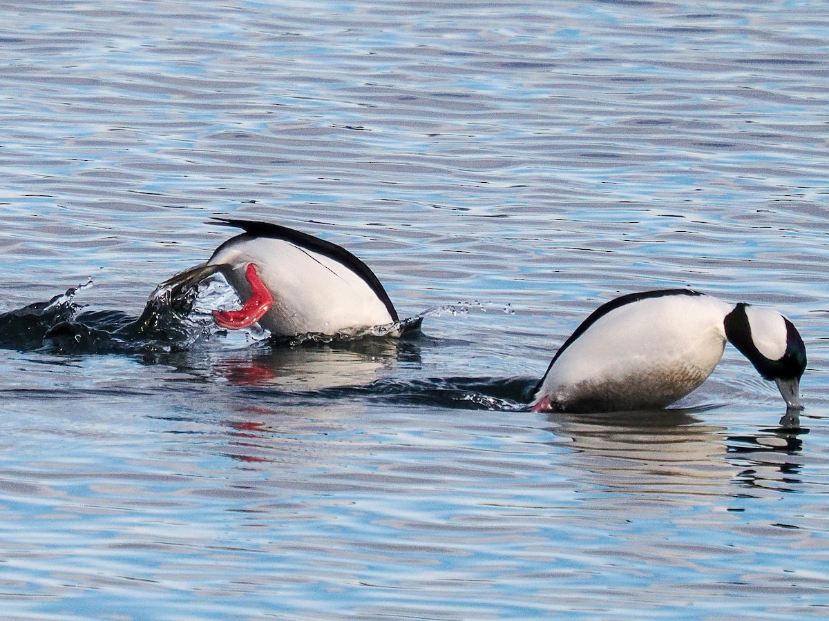 Гоголь-головастик - ML646940803