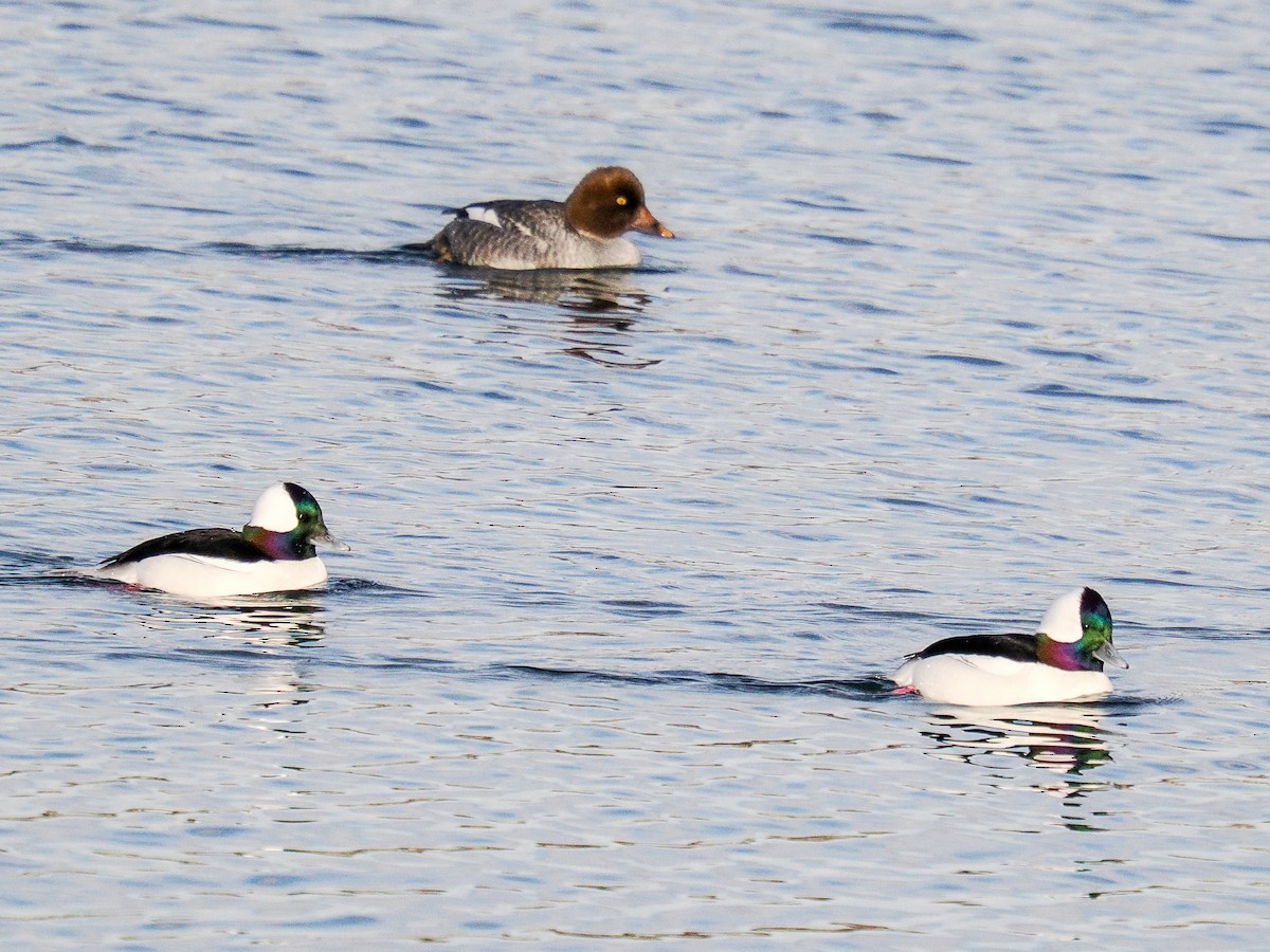 Гоголь-головастик - ML646940804