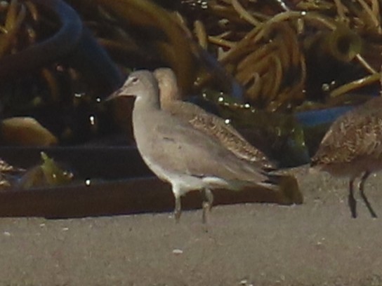 Willet - ML646940805