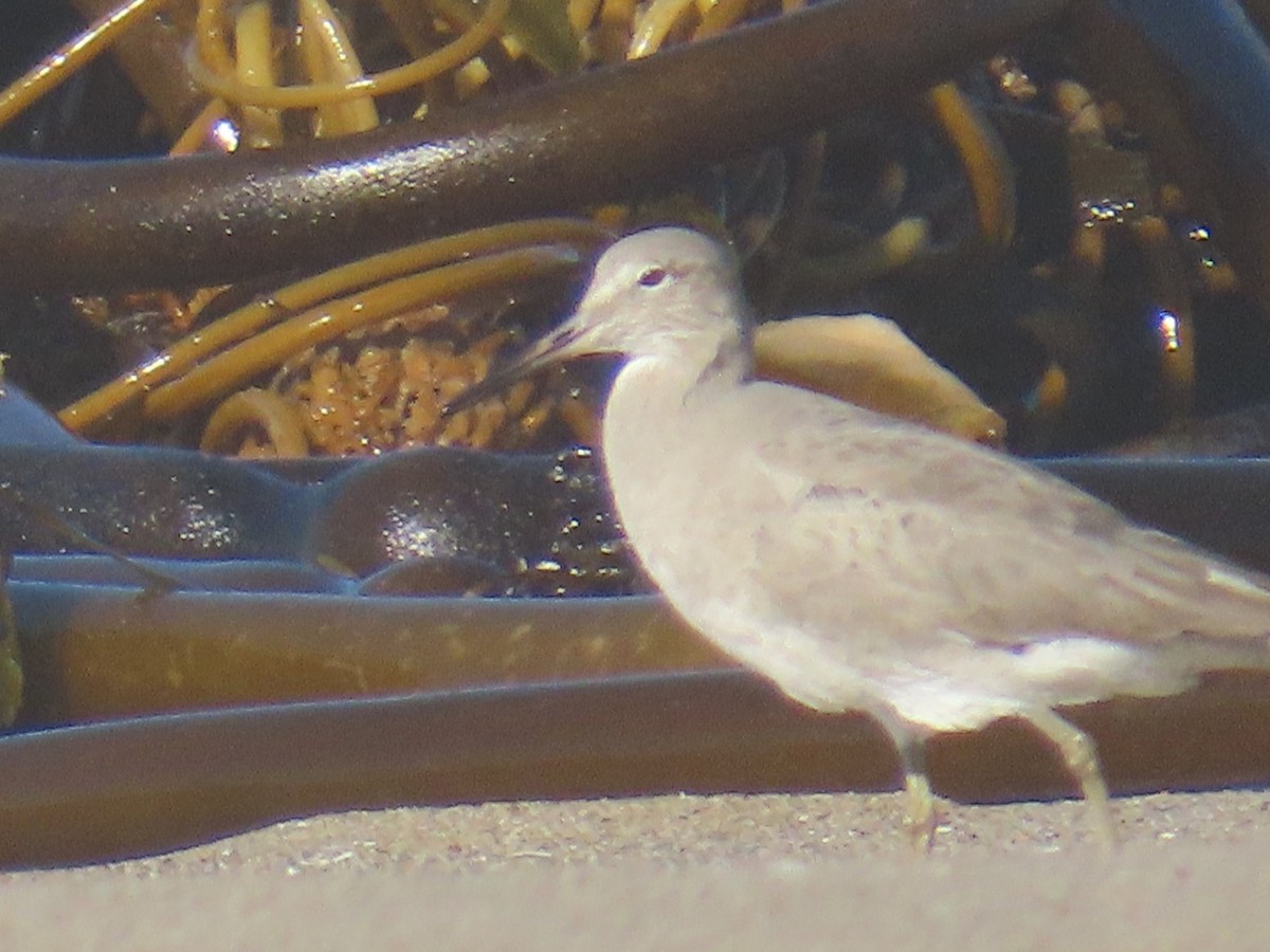 Willet - ML646940806