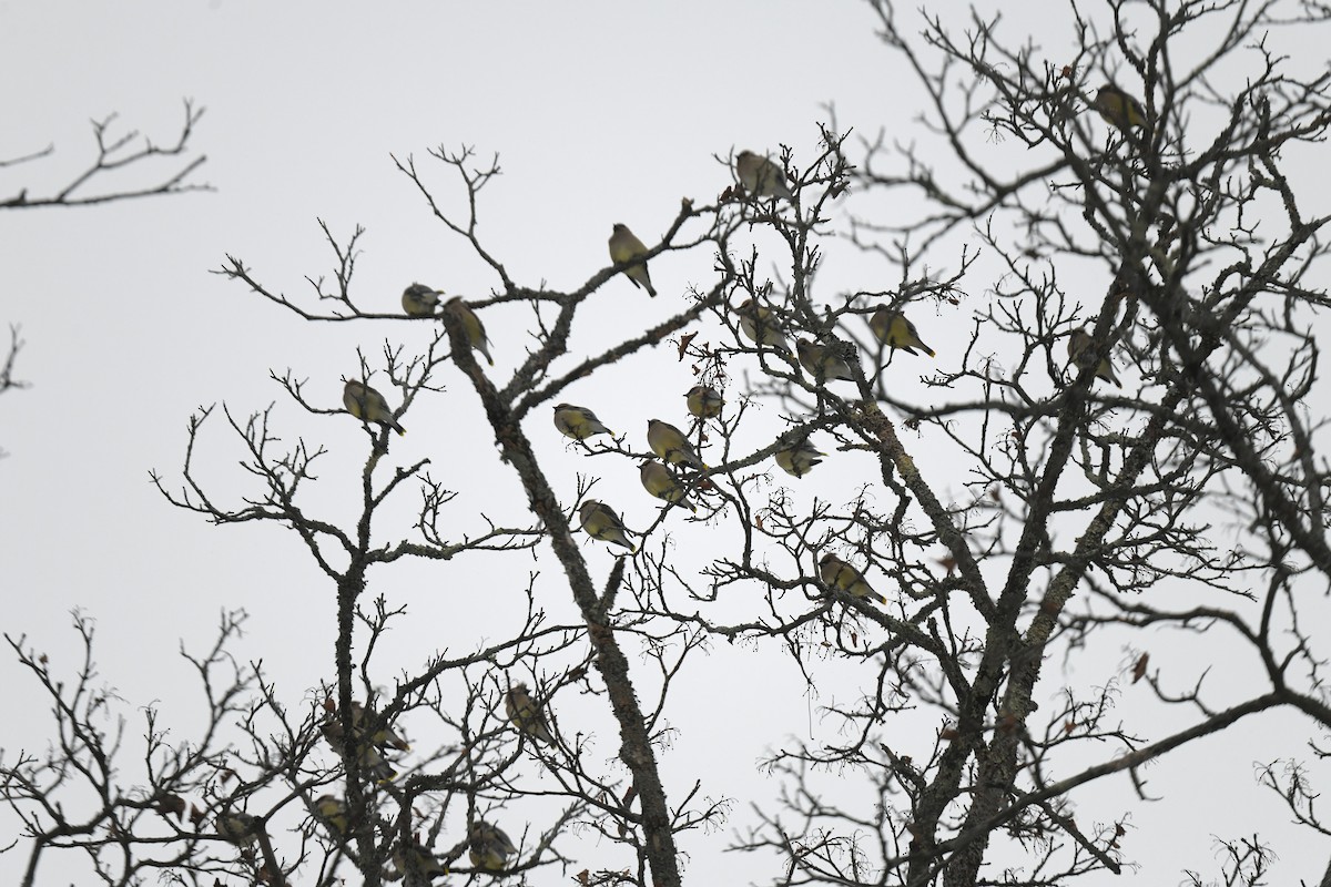 ヒメレンジャク - ML646940810