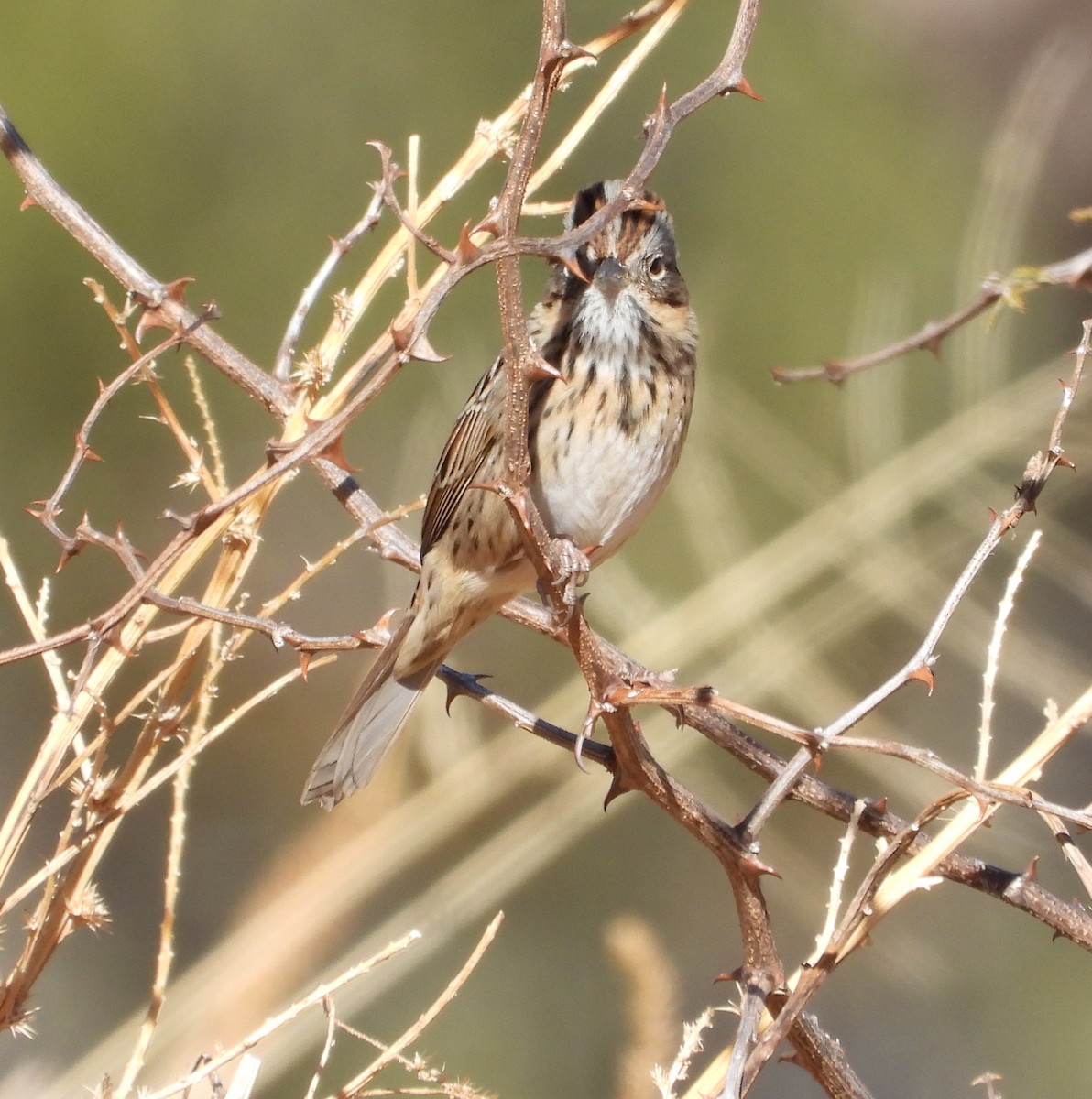 strnadec pruhohlavý - ML646940837