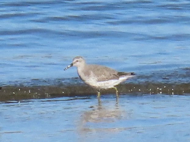 Red Knot - ML646940839