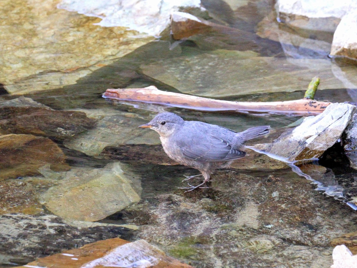 メキシコカワガラス - ML646940840