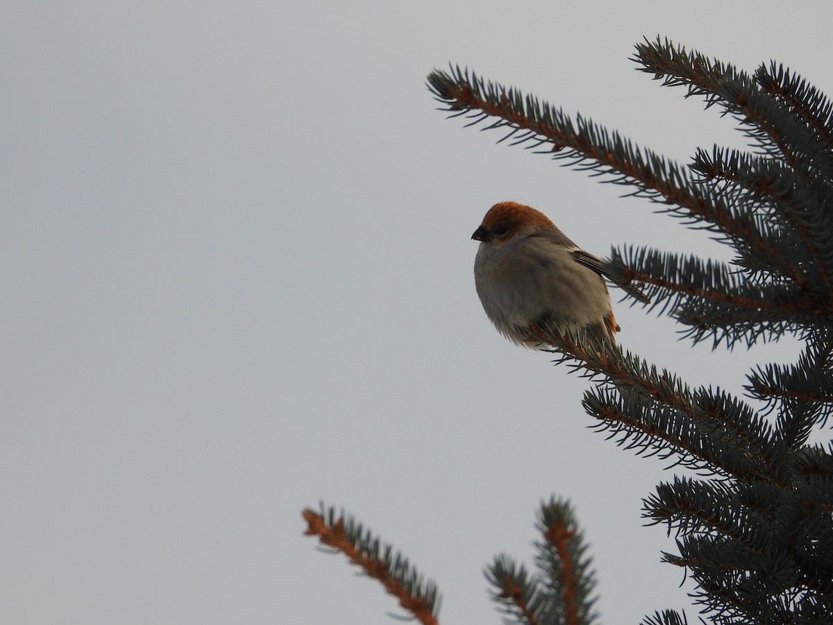 Pinu-gailupa - ML646940841