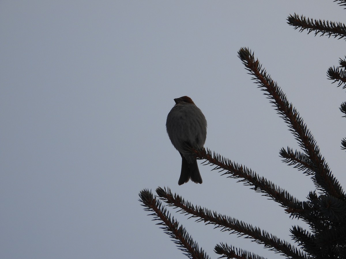 Pinu-gailupa - ML646940842