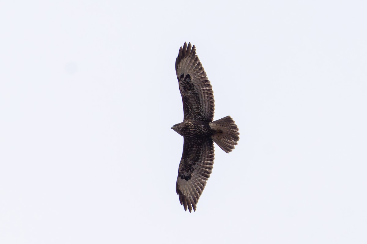 Common Buzzard - ML646940859