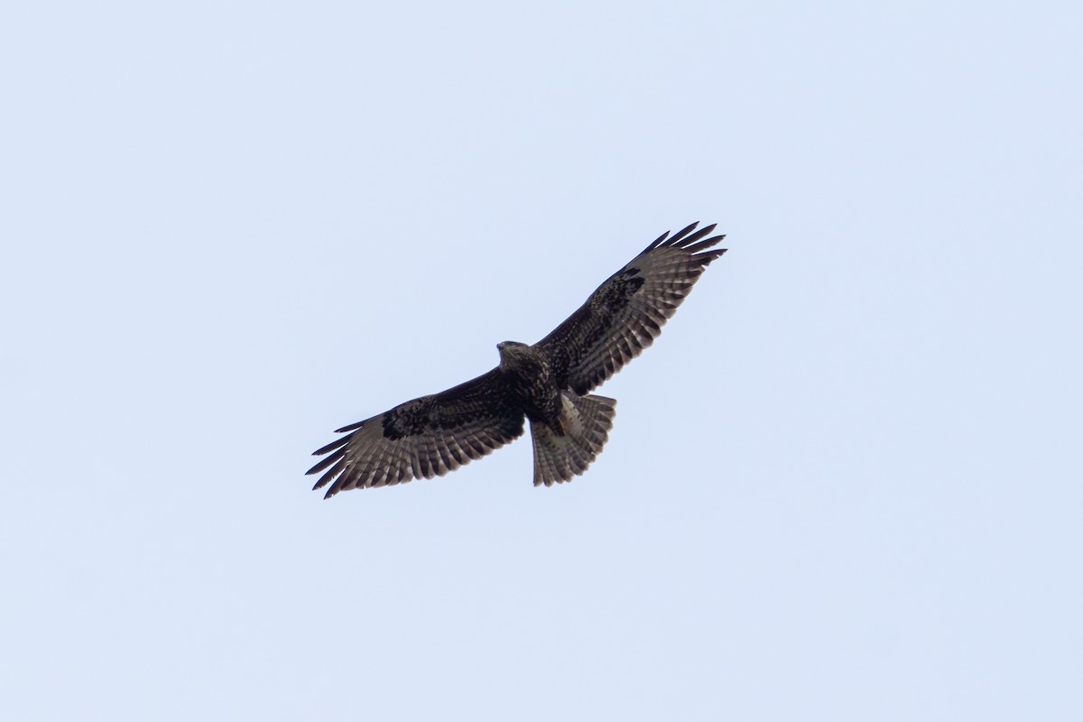 Common Buzzard - ML646940860