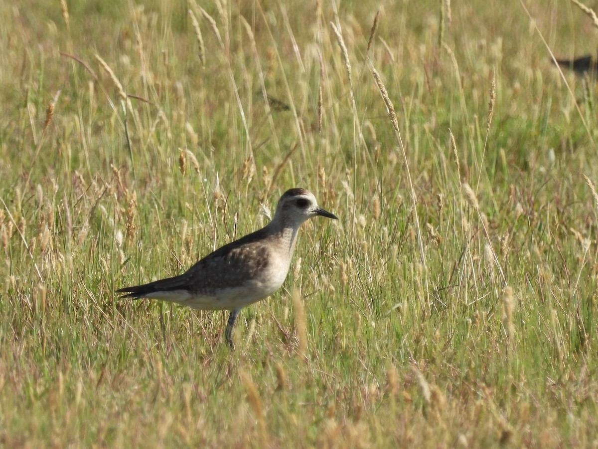 アメリカムナグロ - ML646940868