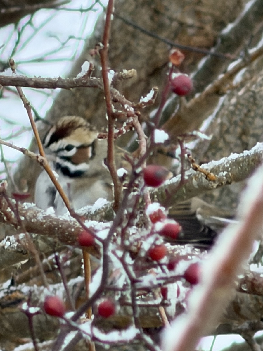 Lark Sparrow - ML646940869