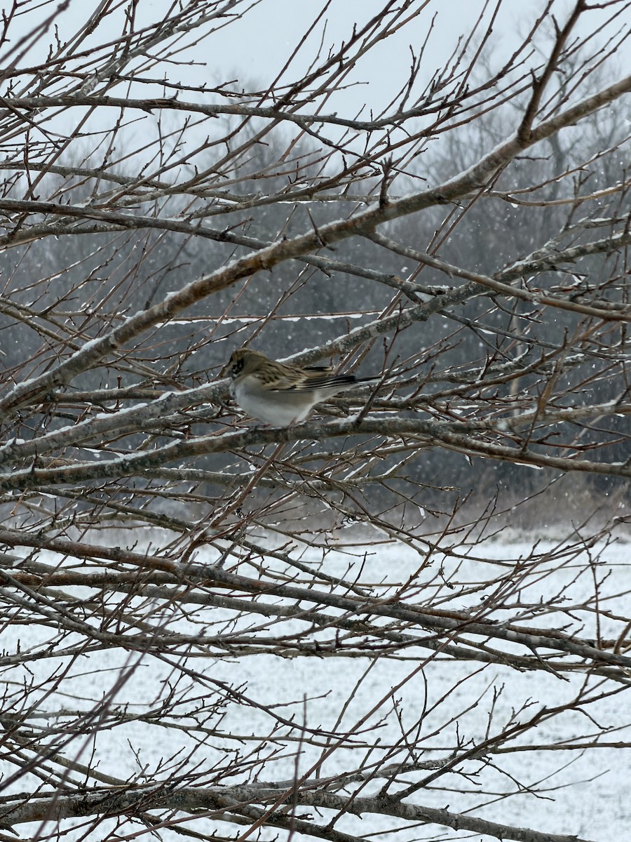 Lark Sparrow - ML646940870