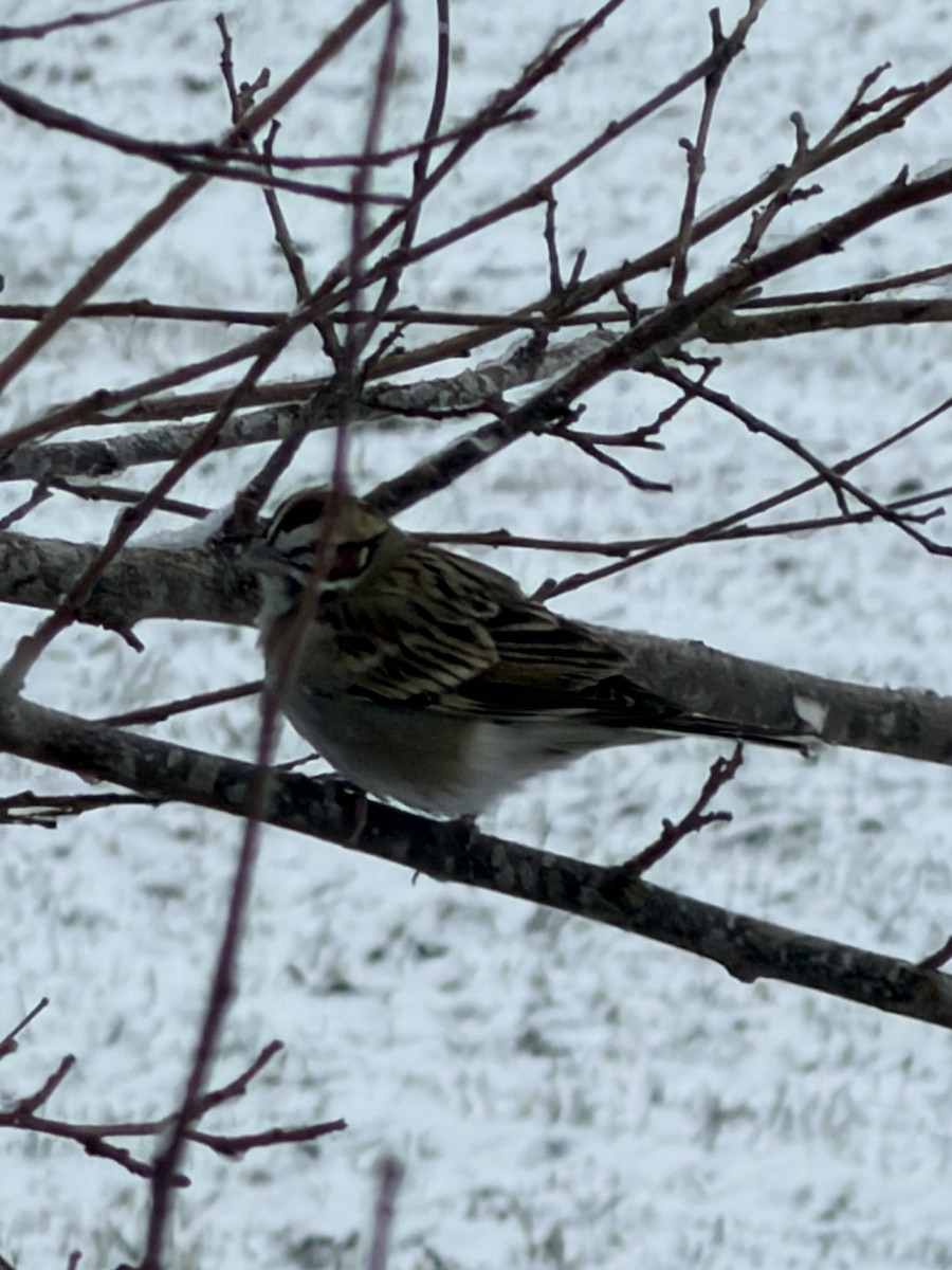 Lark Sparrow - ML646940871